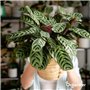 Paquet De Graines De Plantes D’Intérieur - Graines De Plantes D’Intérieur - Graines De Plantes - Plantes À Graines - Mélange De 