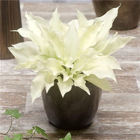 Hosta White Feather