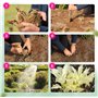 plantes vivaces à racines nues résistantes à l'hiver