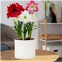 3 bulbes de fleurs en grand format 26/28