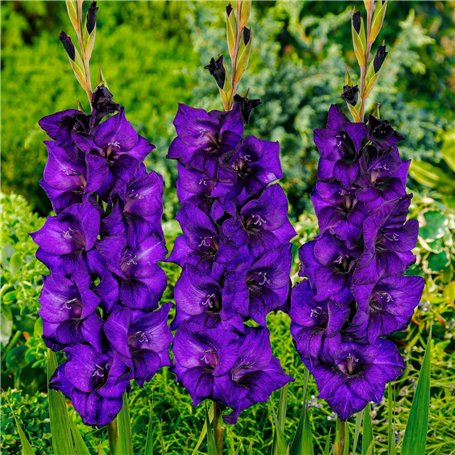 Glaïeuls Violet