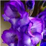 de vrais grands glaïeuls pour le jardin et les pots (sans graines