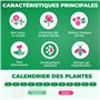 Glaïeuls Violet, 10 bulbes de Hollande, de vrais grands glaïeuls pour le jardin et les pots (sans graines, non artificiels et ru