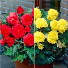 Collection de cascades de bégonias jaunes et rouges