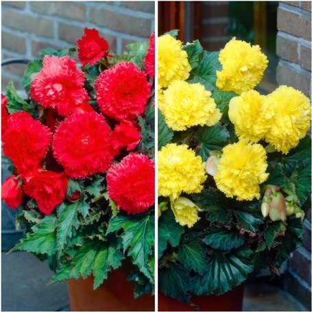 Collection de cascades de bégonias jaunes et rouges