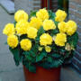 de vrais grands bégonias (