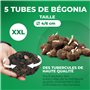 Collection de cascades de bégonias jaunes et rouges, mélange de 5 tubercules de bégonias de Hollande, de vrais grands bégonias (
