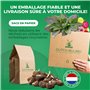 Collection de cascades de bégonias jaunes et rouges, mélange de 5 tubercules de bégonias de Hollande, de vrais grands bégonias (