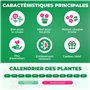 Collection de cascades de bégonias jaunes et rouges, mélange de 5 tubercules de bégonias de Hollande, de vrais grands bégonias (