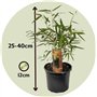Plant in a Box - Fargesia Rufa - Pokon - Set de 6 - Bambou des neiges - Arbuste exterieur - Persistant - Vert - Pot 13cm - Haute