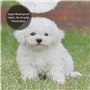 AUGUSTRUSH Rideau de douche imperméable avec œillets métalliques (chien bichon frisé) avec 12 crochets, séchage rapide, lavable 