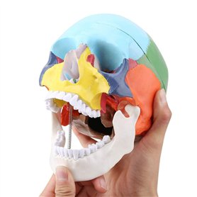 Oumefar Peinture colorée Grandeur Nature Adulte Anatomique médical crâne Humain modèle Anatomie tête Squelette spécimen pour l'é