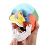 Oumefar Peinture colorée Grandeur Nature Adulte Anatomique médical crâne Humain modèle Anatomie tête Squelette spécimen pour l'é