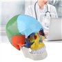 Oumefar Peinture colorée Grandeur Nature Adulte Anatomique médical crâne Humain modèle Anatomie tête Squelette spécimen pour l'é