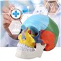 Oumefar Peinture colorée Grandeur Nature Adulte Anatomique médical crâne Humain modèle Anatomie tête Squelette spécimen pour l'é