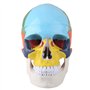 Oumefar Peinture colorée Grandeur Nature Adulte Anatomique médical crâne Humain modèle Anatomie tête Squelette spécimen pour l'é