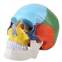 Oumefar Peinture colorée Grandeur Nature Adulte Anatomique médical crâne Humain modèle Anatomie tête Squelette spécimen pour l'é