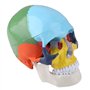 Oumefar Peinture colorée Grandeur Nature Adulte Anatomique médical crâne Humain modèle Anatomie tête Squelette spécimen pour l'é