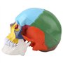 Oumefar Peinture colorée Grandeur Nature Adulte Anatomique médical crâne Humain modèle Anatomie tête Squelette spécimen pour l'é