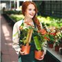 Arrosage Plante Interieur