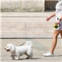 Ghazpmuk Laisse Enrouleur pour Animaux de Compagnie, Rétractable 5m pour Petits et Moyens Chiens Jusqu'à 15 Kg, Jaune Néon