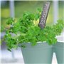 étiquettes pour herbes aromatiques