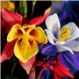 graines de Fleurs de Jardin en Plein air vivace