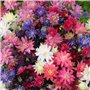 Eastbride Graines de rares，100 graines de ancolie à Double Fleur à Grande Fleur, graines de Fleurs de Jardin en Plein air vivace