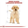Royal Canin BHN Labrador Retrev Jr 3000 g
