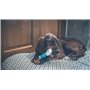 Vetocanis - Os pour Chien - Soin dentaire Anti-Tartre pour Moyen et Grand chien - Hygiène et Santé du Chien - Accessoire Chien e