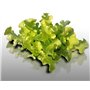 500 graines à semer - Le Grenier d'Abondance - LAITUE A COUPER Feuille de Chêne Blonde - Lactuca sativa