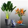 Lot de 30 graines à semer - Le Grenier d'Abondance - STRELITZIA & Co - 3 sachets individuels