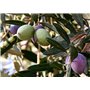 SAFLAX - Olivier - 20 graines - Olea europea