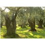 SAFLAX - Olivier - 20 graines - Olea europea