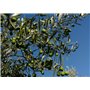 SAFLAX - Olivier - 20 graines - Olea europea