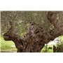 SAFLAX - Olivier - 20 graines - Olea europea