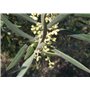 SAFLAX - Olivier - 20 graines - Olea europea