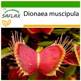 SAFLAX - Dionée attrape-mouche - 10 graines - Avec substrat - Dionaea muscipula
