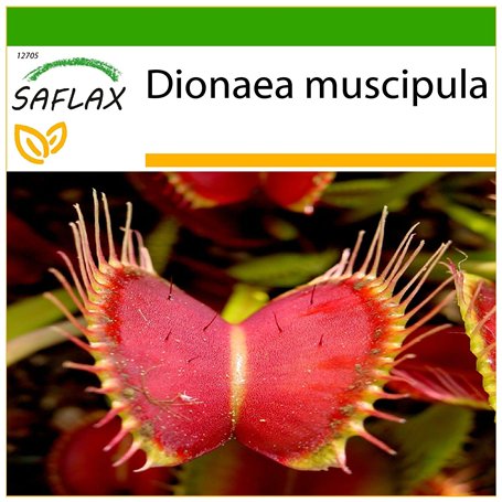 SAFLAX - Dionée attrape-mouche - 10 graines - Avec substrat - Dionaea muscipula