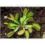 SAFLAX - Dionée attrape-mouche - 10 graines - Avec substrat - Dionaea muscipula