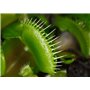 SAFLAX - Dionée attrape-mouche - 10 graines - Avec substrat - Dionaea muscipula