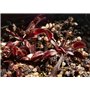 SAFLAX - Dionée attrape-mouche - 10 graines - Avec substrat - Dionaea muscipula