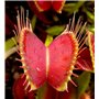 SAFLAX - Dionée attrape-mouche - 10 graines - Avec substrat - Dionaea muscipula