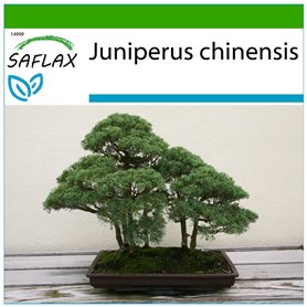 SAFLAX - Genévrier de Chine - 30 graines - Avec substrat - Juniperus chinensis