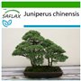 SAFLAX - Genévrier de Chine - 30 graines - Avec substrat - Juniperus chinensis