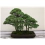 SAFLAX - Genévrier de Chine - 30 graines - Avec substrat - Juniperus chinensis