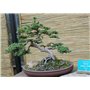 SAFLAX - Genévrier de Chine - 30 graines - Avec substrat - Juniperus chinensis