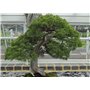 SAFLAX - Genévrier de Chine - 30 graines - Avec substrat - Juniperus chinensis