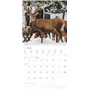Alpha Edition - Calendrier mural 2025 Forêt et couloir - 30 x 30 cm - Avec espace pour notes et rendez-vous, motifs animaux et n