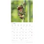 Alpha Edition - Calendrier mural 2025 Forêt et couloir - 30 x 30 cm - Avec espace pour notes et rendez-vous, motifs animaux et n